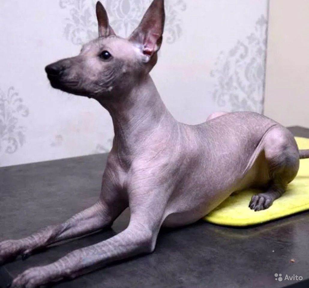 Порода перуанская голая собака и ее характеристики с фото