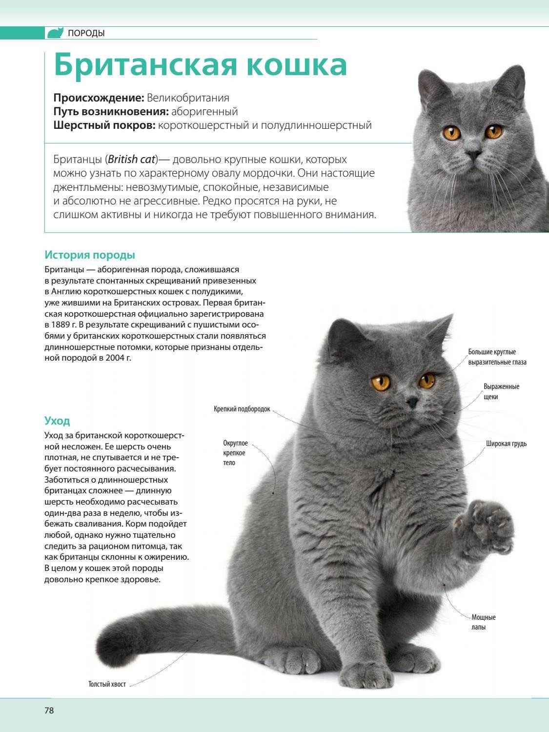 Британские короткошерстные кошки: описание породы, характер, здоровье