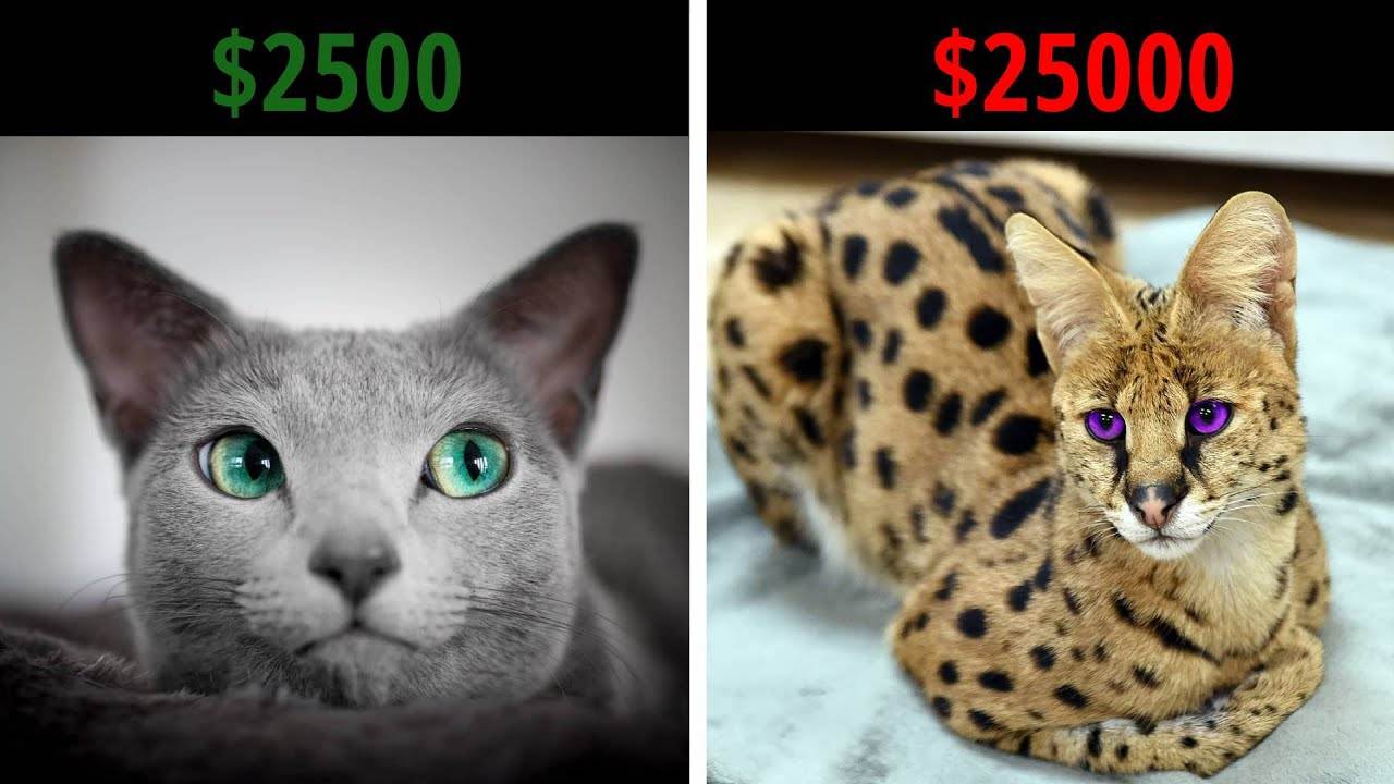 Самая дорогая кошка в мире и 18 наиболее дорогих красавиц! | wikiq.ru