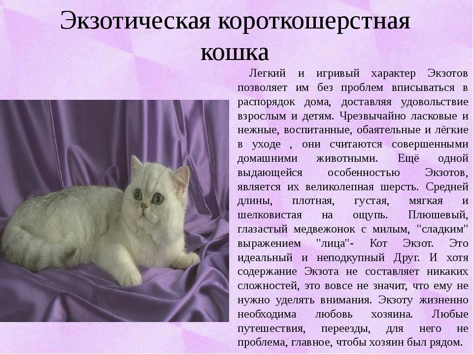 Породы кошек с фотографиями и названиями. каталог пород!