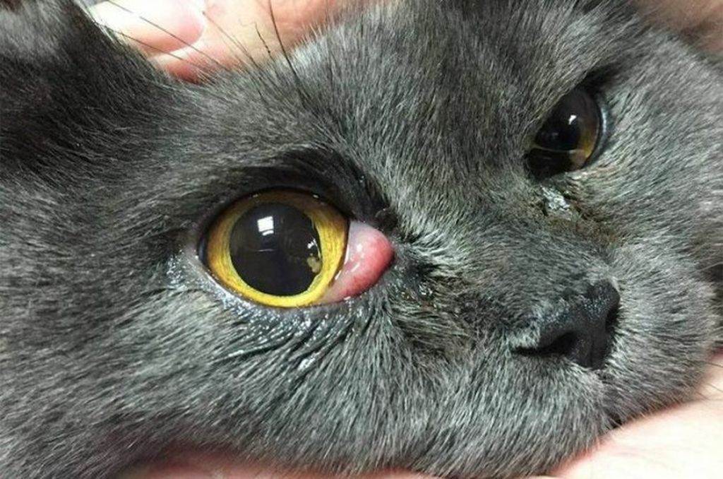 Болезни глаз у кошек: какие симптомы, фото, чем лечить, третье веко