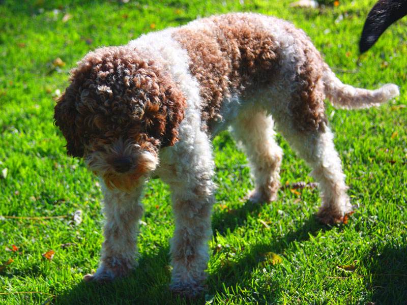 Лаготто романьоло: описание породы собак