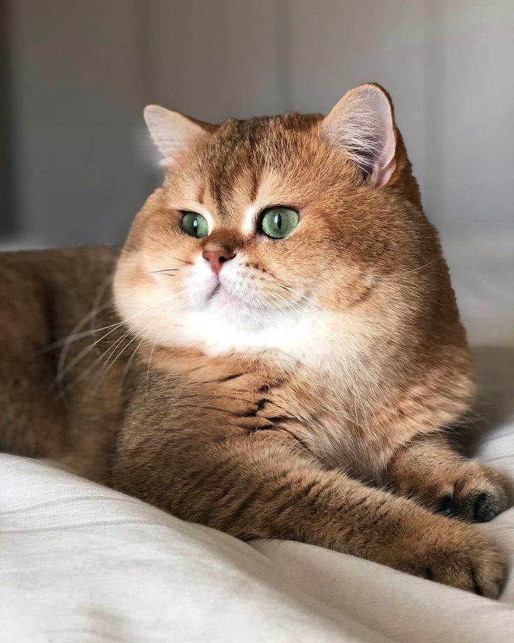 Самые красивые породы кошек в мире: фото с названиями