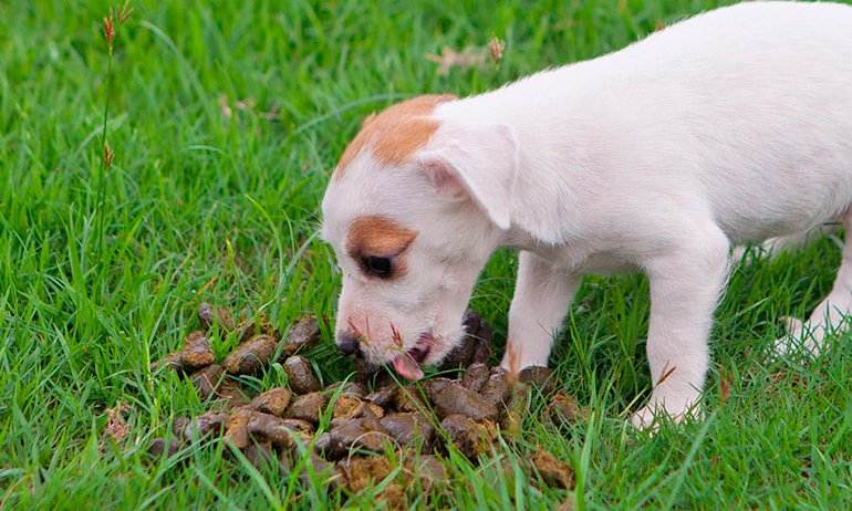 Почему собаки валяются в тухлятине и экскрементах — причины, как отучить