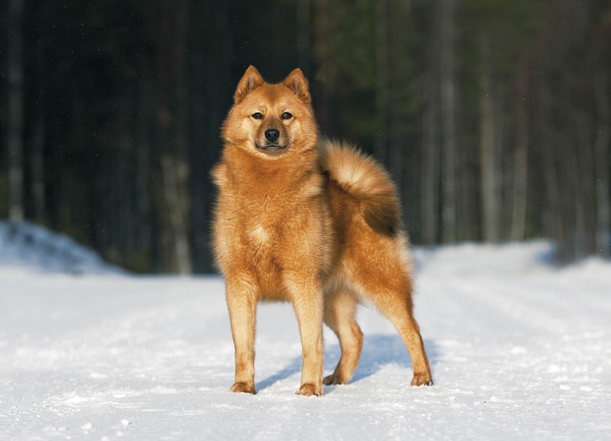 Карело-финская лайка: 115 фото характеристики и обзор характера собаки