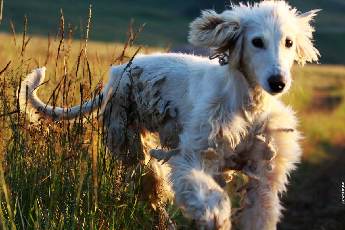 Тайган (киргизская борзая): характеристики породы собаки, фото, характер, правила ухода и содержания - petstory