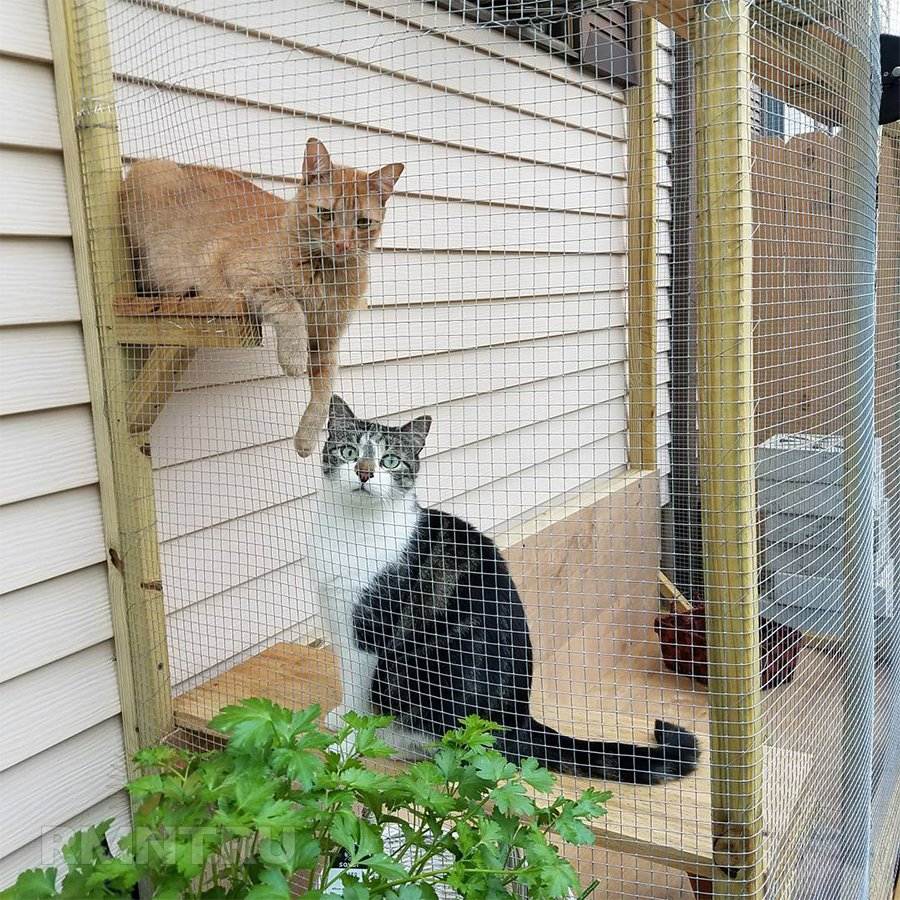 Вольер для кошек на даче своими руками — особенности конструкции