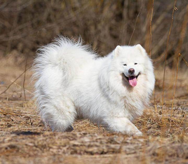 Самоедская лайка: характеристика породы, отзывы, характер и фото собак
