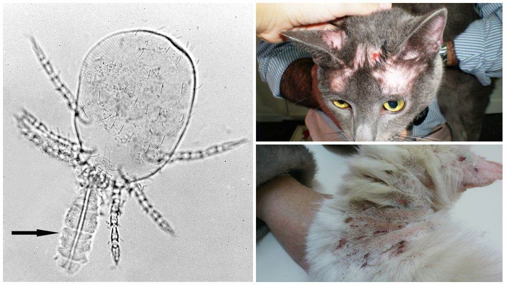 Демодекоз у кошек: фото, лечение — от ветеринара