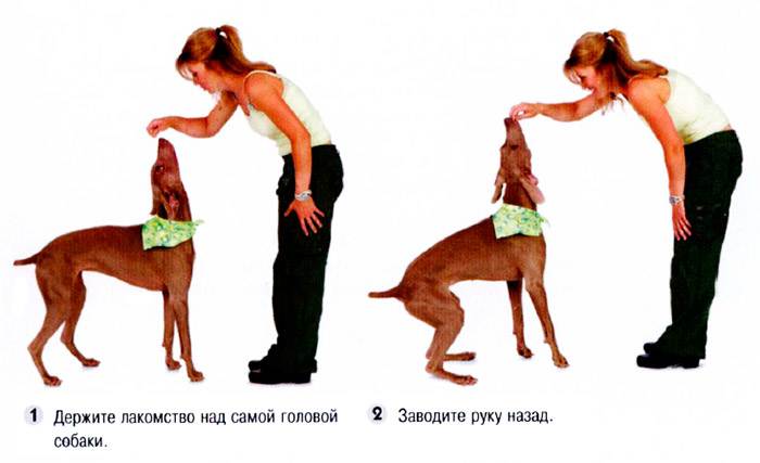 Учим собаку команде "сидеть": простые способы и нормативы выполнения | ваши питомцы