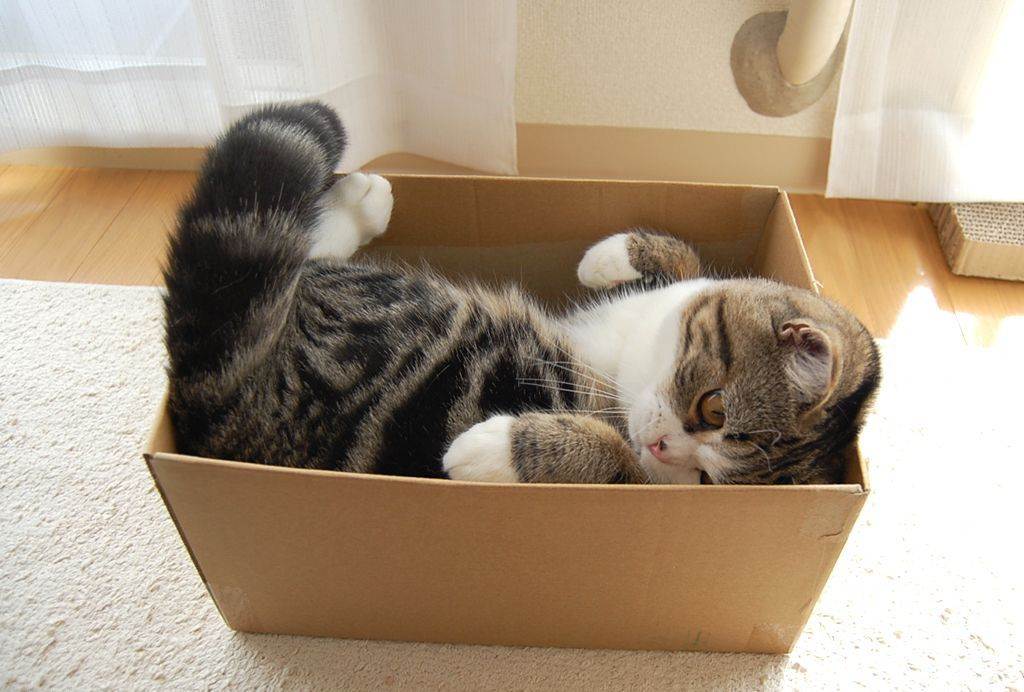 Почему коты любят сидеть и грызть коробки и пакеты – ответы ученых