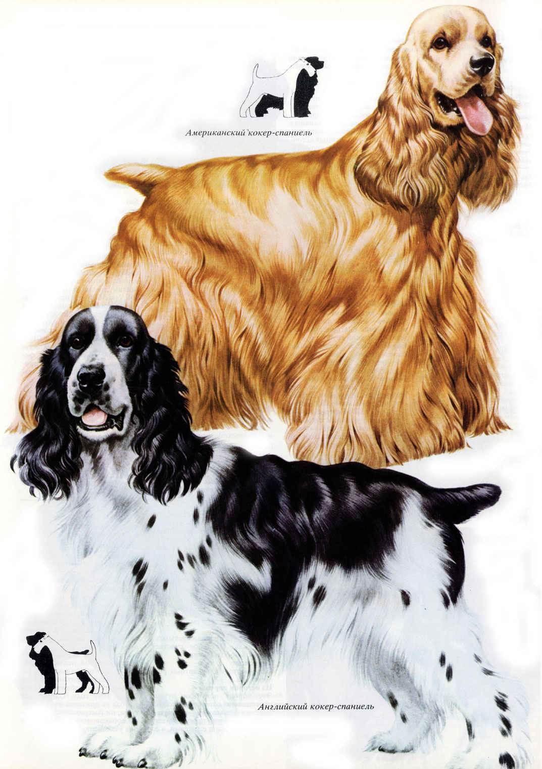 Характеристика собак породы русский спаниель и отзывы владельцев о нем