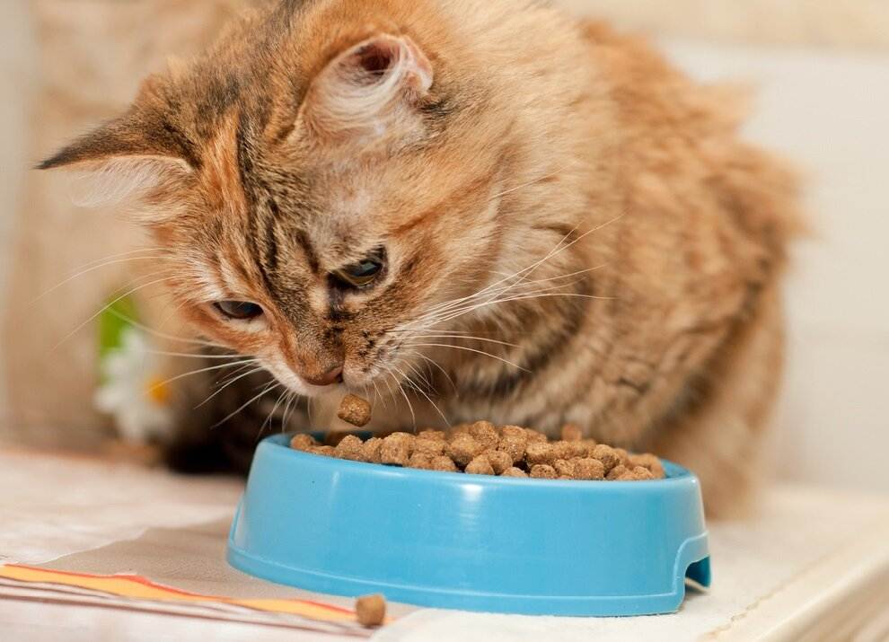 Почему кот стал мало есть?