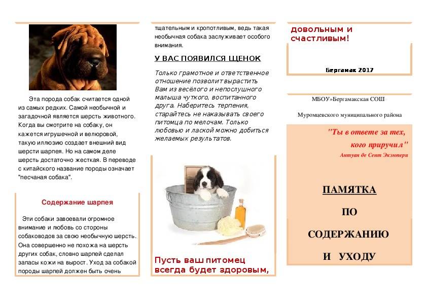 10 советов начинающим собаководам - hidogs.ru - породы собак, фото и описание
