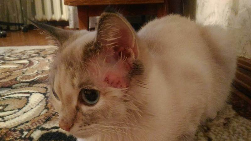 Подкожные клещи у кошек: фото, симптомы заражения, лечение