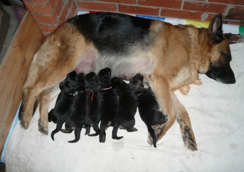 Сколько длится беременность у собак: продолжительность, признаки, симптомы