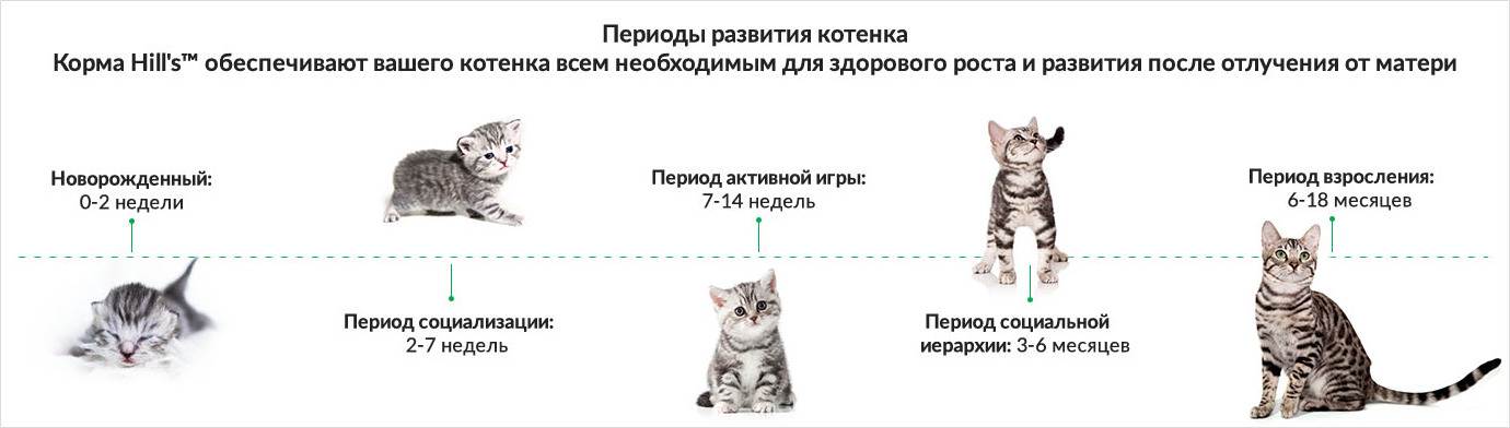 Как определить возраст котенка?
