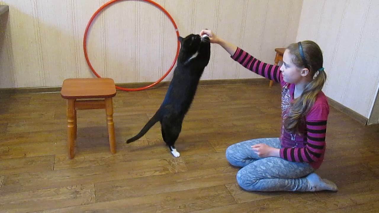 Как дрессировать кошку: основные команды и трюки