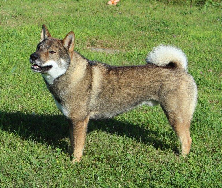 Сикоку собака - shikoku dog - abcdef.wiki