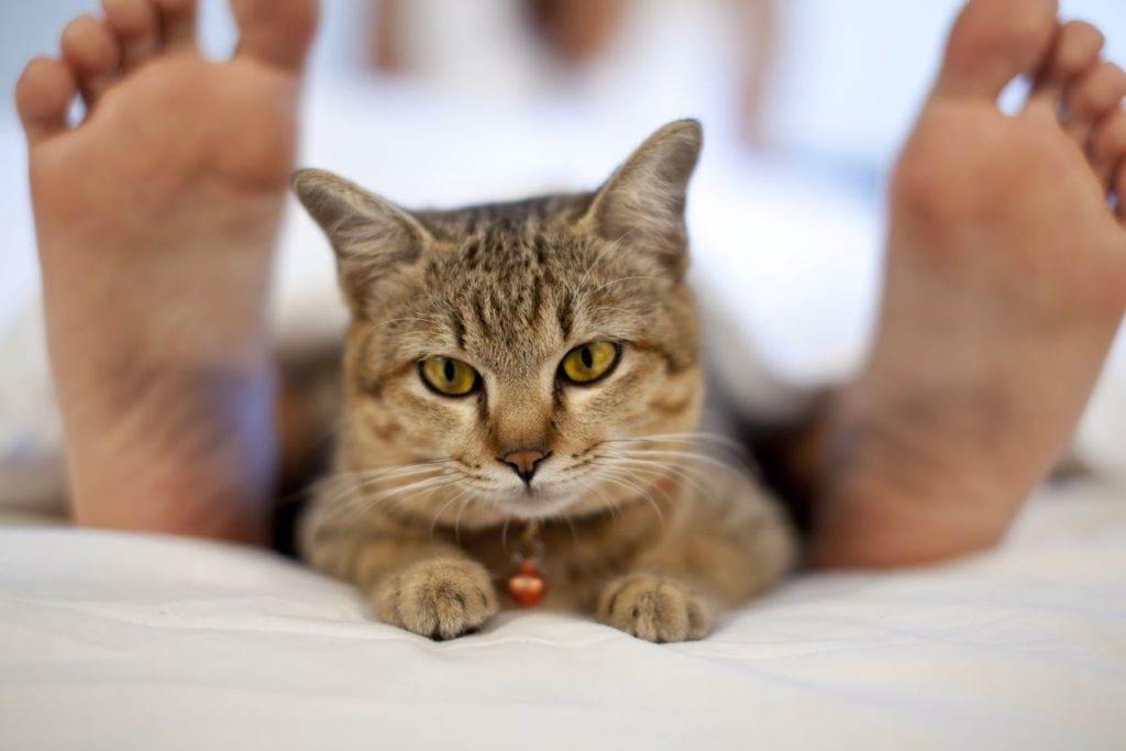 3 причины почему кошки спят в ногах у хозяина
