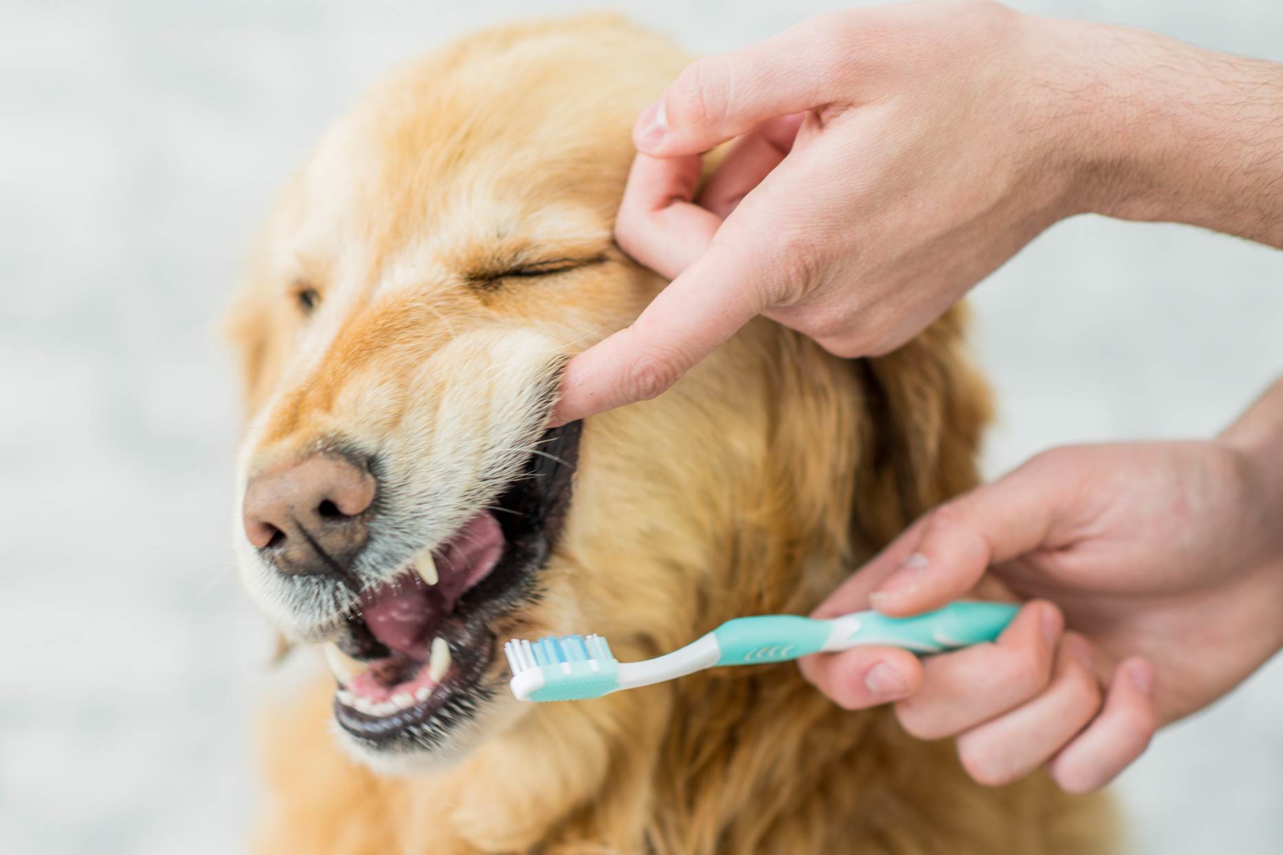 Как избавиться от неприятного запаха изо рта у собак: проверенные способы