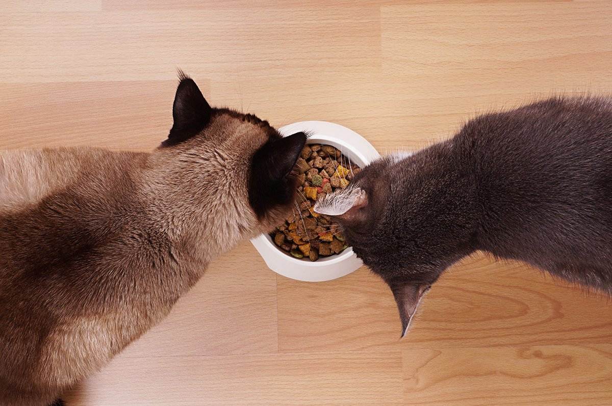 Как приучить вашего кота есть сухой корм: советы владельцам