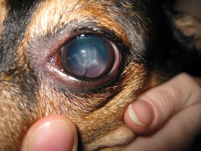 Увеит у собак: симптомы, лечение и фото