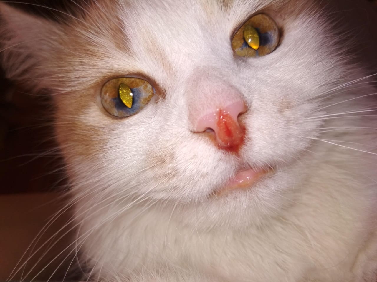 Кальцивироз у кошек: симптомы и последствия, лечение и профилактика