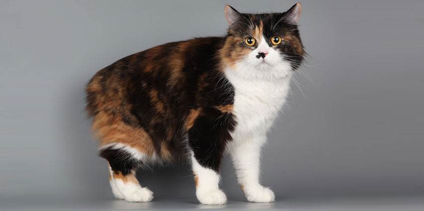 Мэнкс – короткохвостая кошка с прекрасным характером