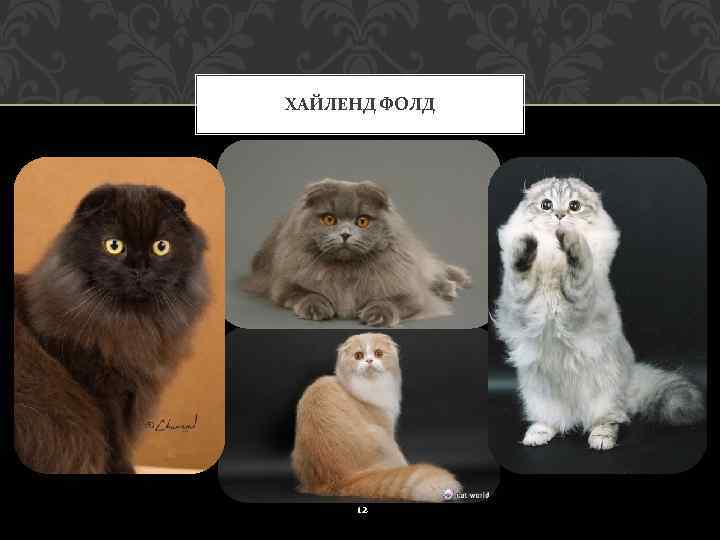 Порода кошки хайленд фолд: характеристики, фото, характер, правила ухода и содержания - petstory
