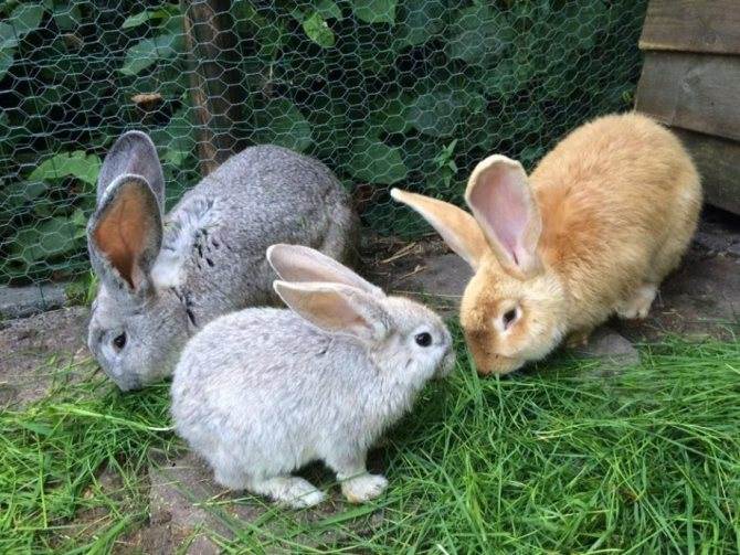 Все о кроликах: интересные факты и информация к размышлению