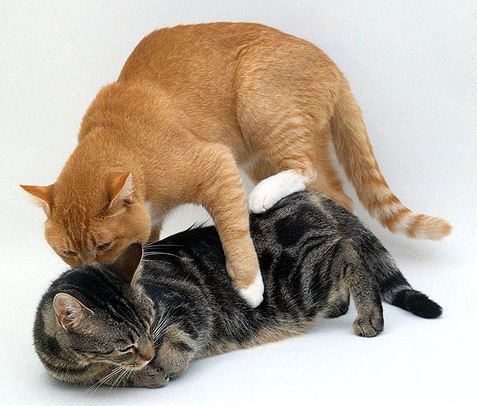 Как подружить взрослую кошку с котенком - основные привила