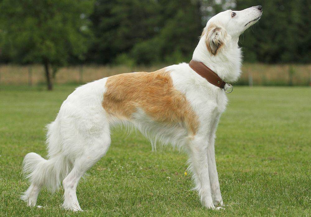 Английская овчарка: описание породы собак с фото и видео
