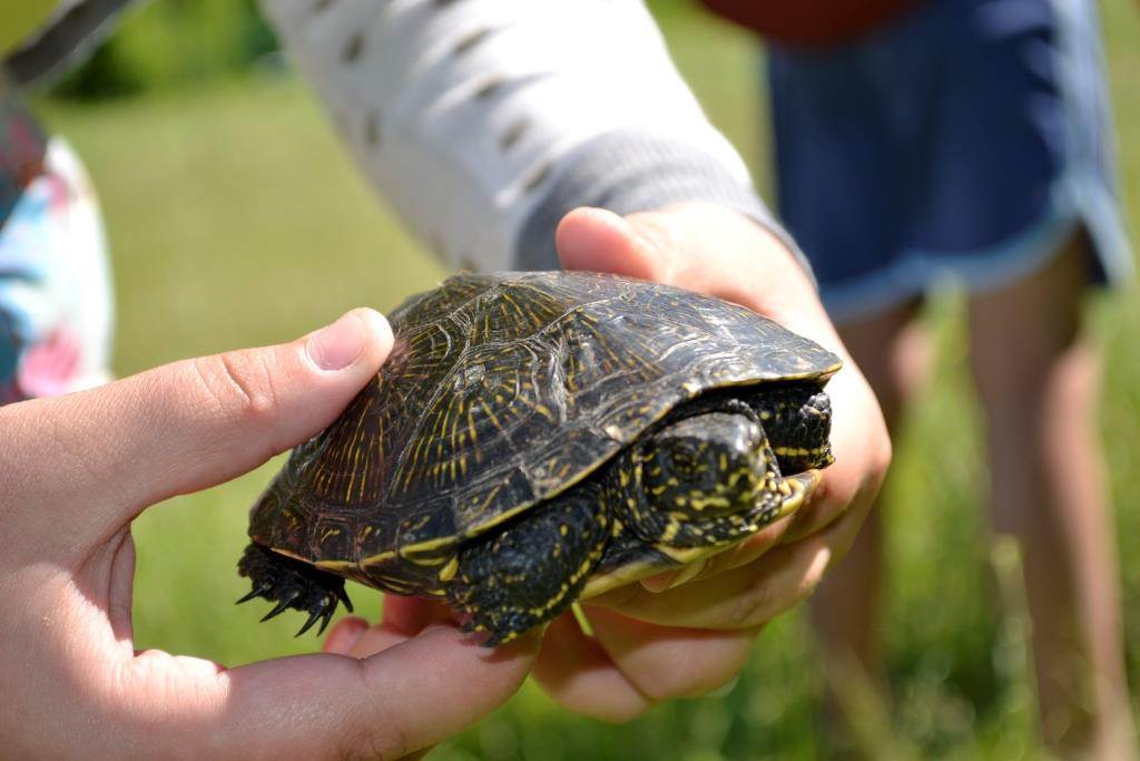 Чем питается черепаха в природе и в домашних условиях? :: syl.ru