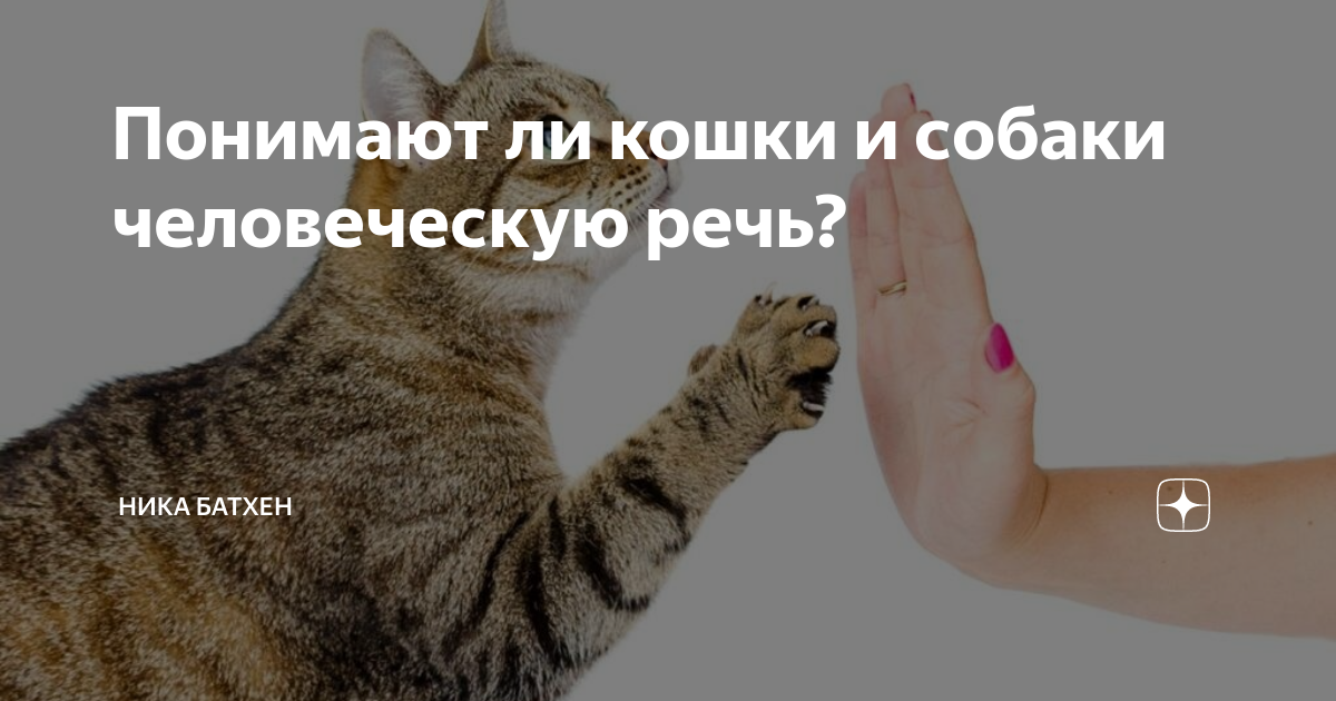 Понимают ли кошки и коты человеческую речь | людей