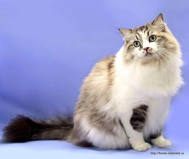Рагамаффин - фото и описание породы кошек (характер, уход и кормление)