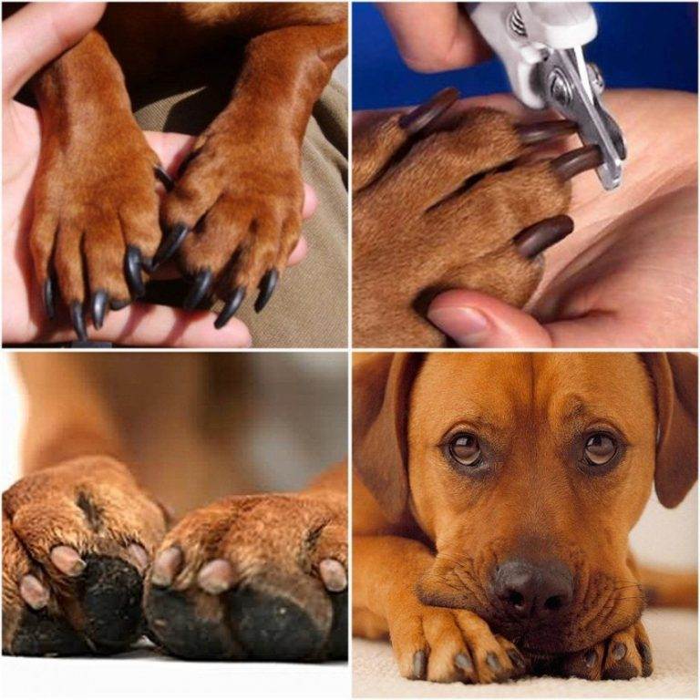 Каких собак нельзя стричь | не нужно подстригать ножницами или машинкой