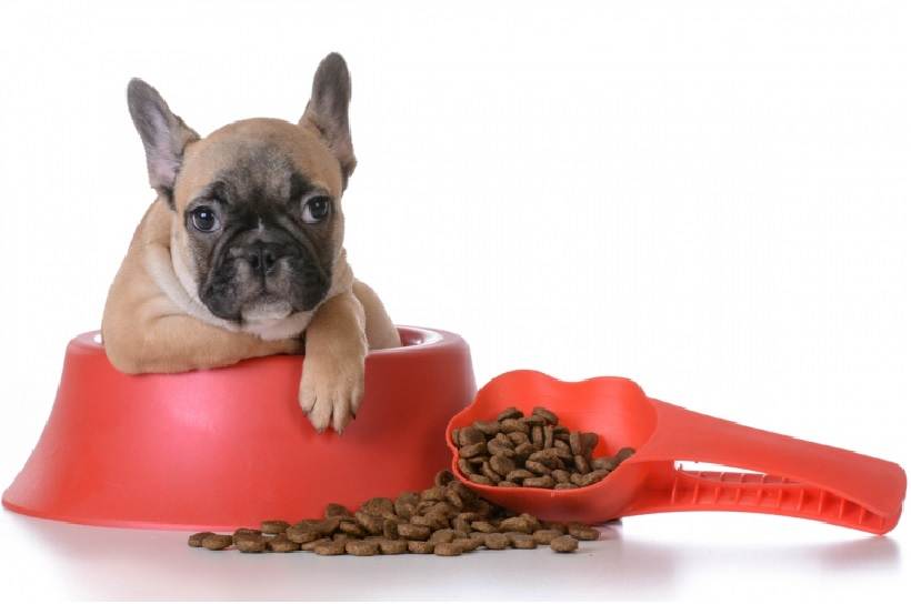 Чем кормить французского бульдога в домашних условиях: можно ли готовить еду самостоятельно и какой корм лучше выбрать для собаки