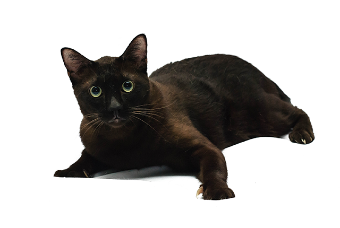 Гавана (гавана браун): описание породы кошек с фото и видео