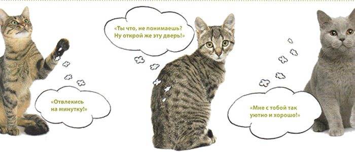 Как понять кошачий язык?