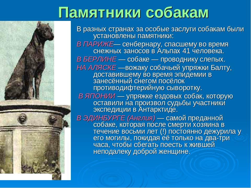 10 памятников собакам в россии