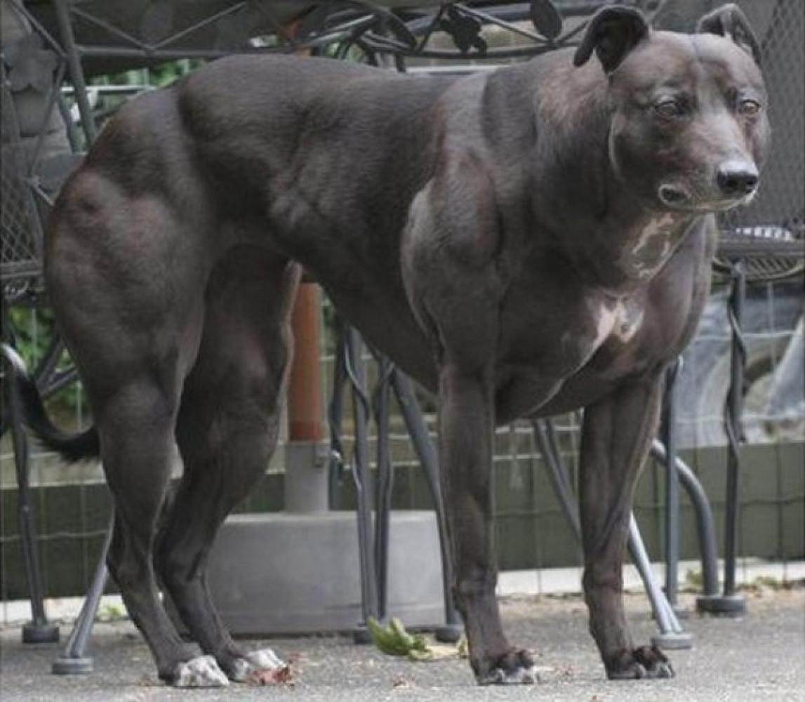 Самые сильные и выносливые собаки в мире: топовые породы и рекордсмены