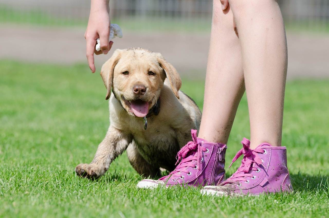 Как отучить щенка кусаться: советы опытных собаководов, методы