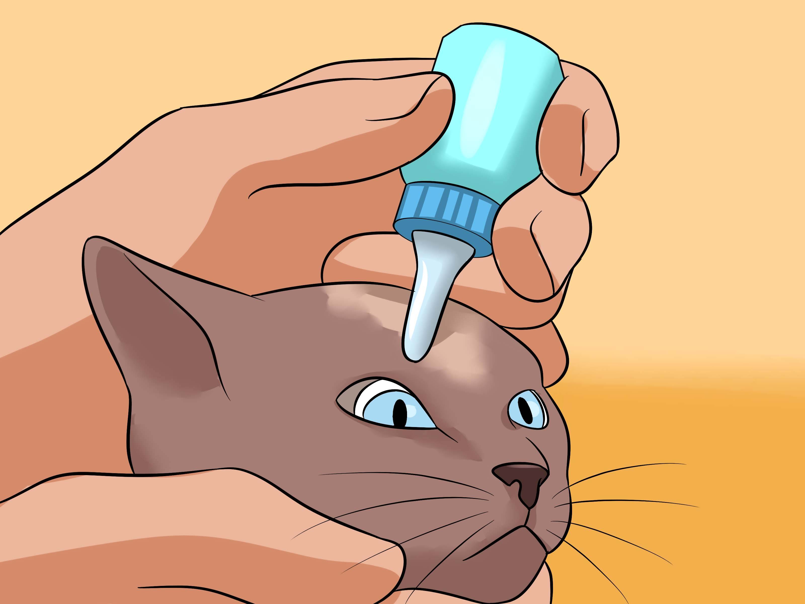 Чем промыть глаз кошке в домашних условиях