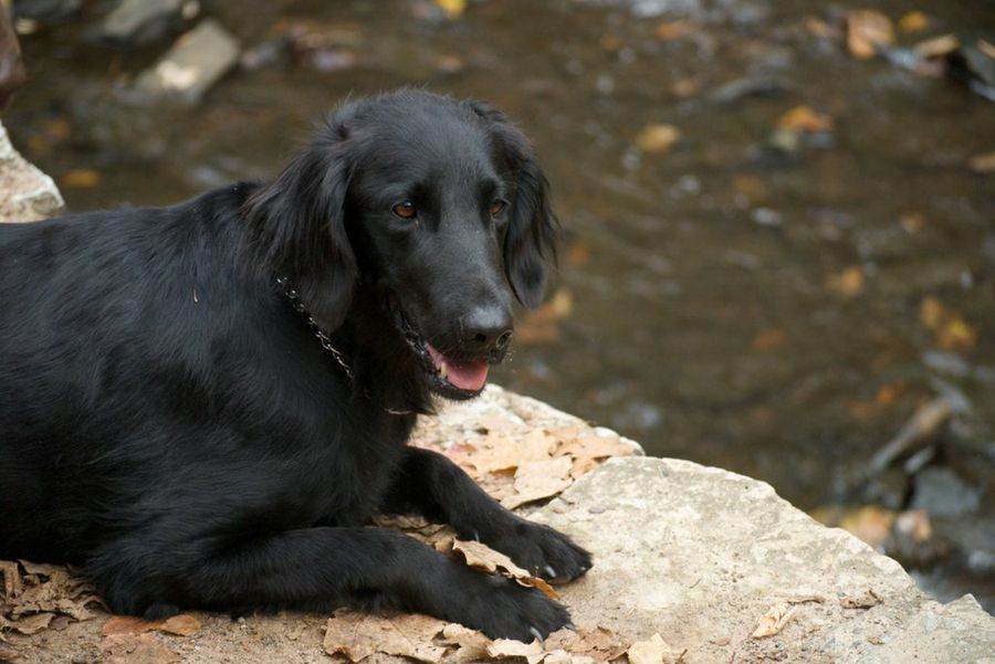 Черный лабрадор-ретривер: фото собак, черты характера, внешние описание, как развиваются щенки, выбор питомца и правила ухода