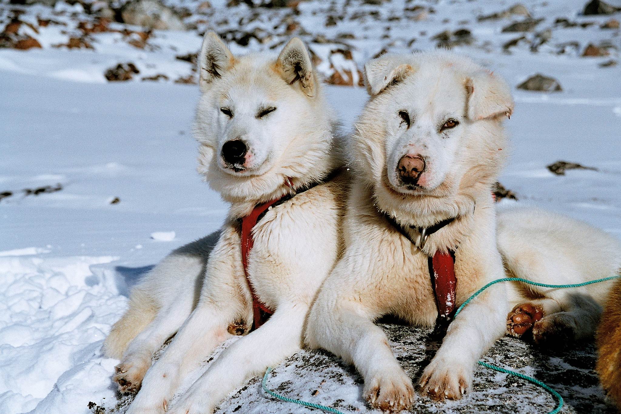 Чукотская ездовая: характеристики породы собаки, фото, характер, правила ухода и содержания