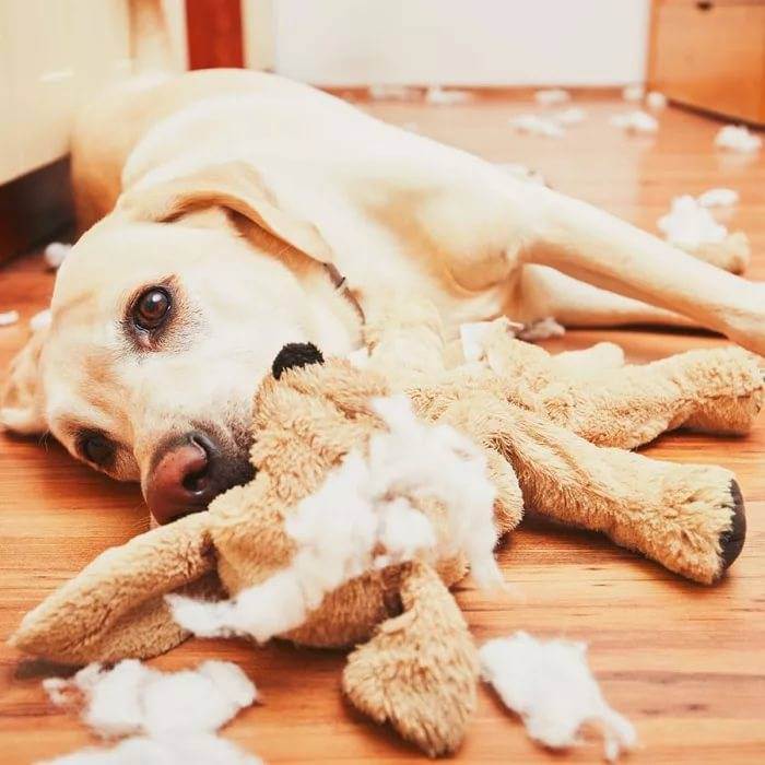 11 вещей, которые ненавидят собаки… не делайте этого! :: инфониак