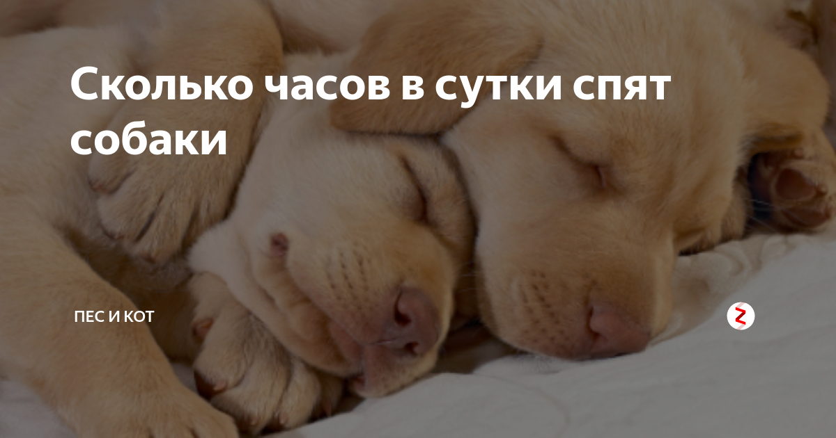 Сколько спят собаки в сутки: стадии сна, возраст и режим дня питомца