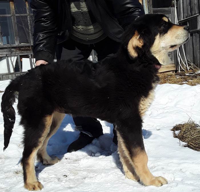 Бурят-монгольский волкодав (хотошо) — фото, описание породы собак, особенности