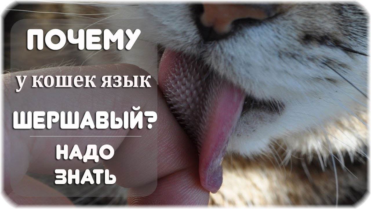 Язык тела кошек. как правильно понять, что хочет сказать питомец | блог ветклиники "беланта"
